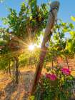 Bright sunlight streaming through the grape vines lined with pink roses at Red Willow Vineyard Art Print